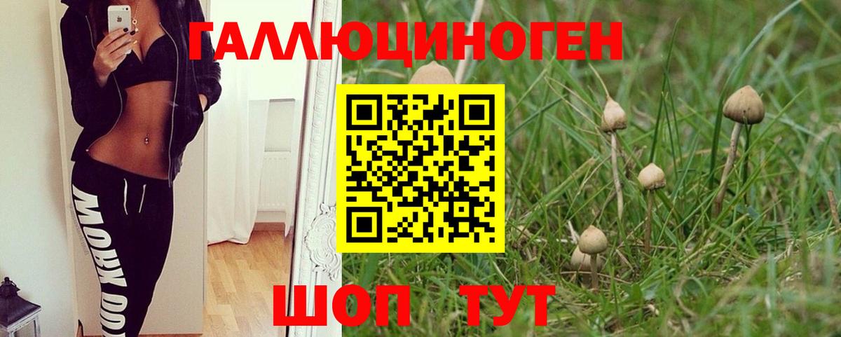 Псилоцибиновые грибы Psilocybine cubensis Чистополь